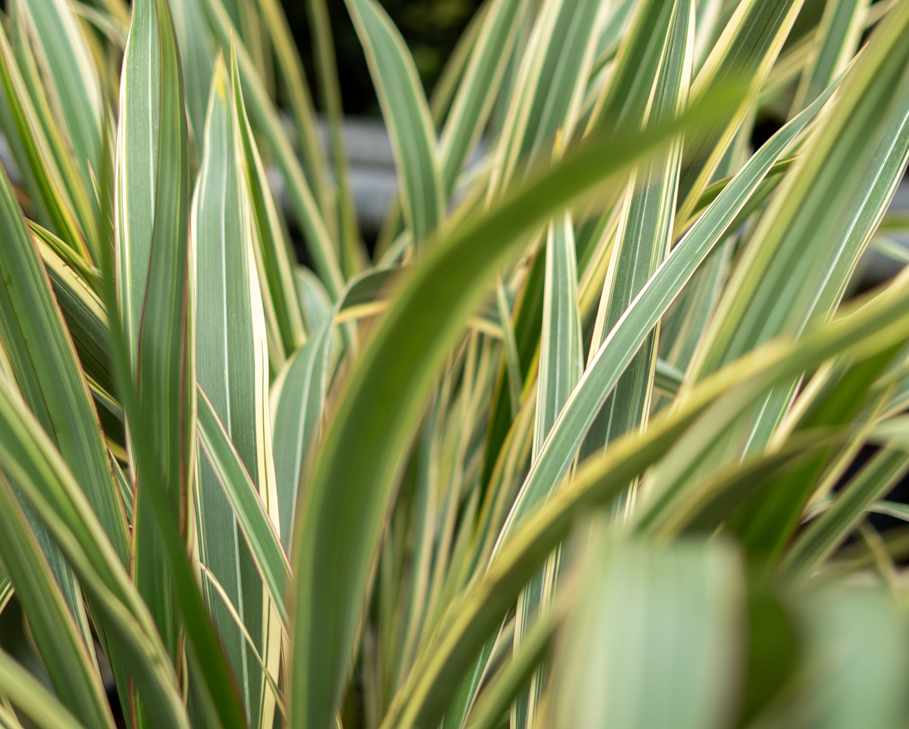 Drought resistant planting