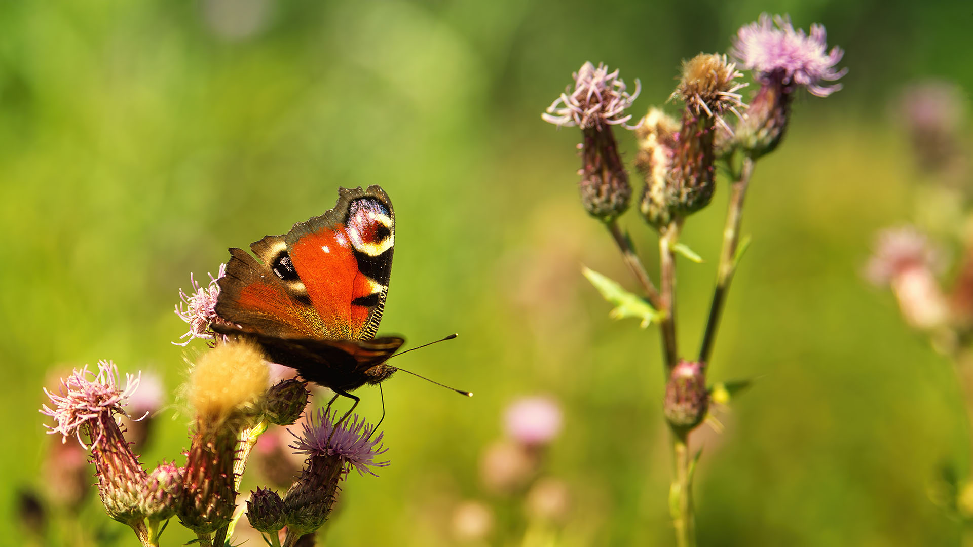 How to Nurture Wildlife When Developing Landscapes